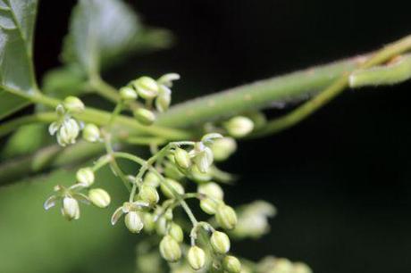 6 humulus m romi 1 sept 2013 065.jpg