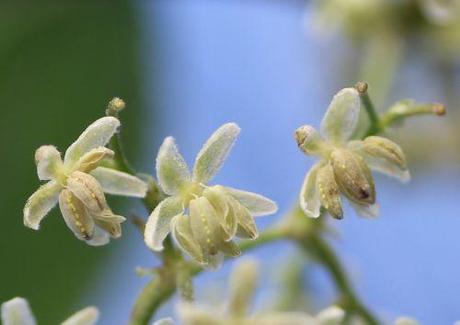 b humulus fl m romi 1 sept 2013 105.jpg