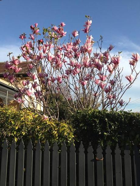 Par une belle après-midi de printemps à Armadale, Melbourne, Australie