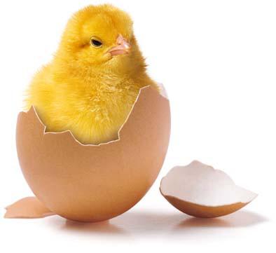 Tuer la poule aux œufs d’or