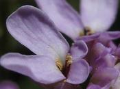 Iberis linifolia subsp. violletii (Ibéris Viollet)
