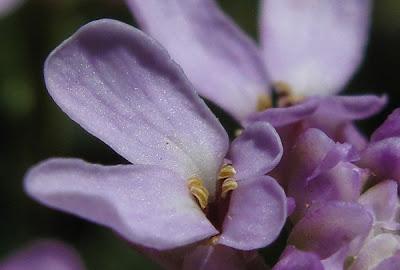 Iberis linifolia subsp. violletii (Ibéris de Viollet)
