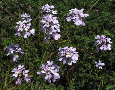 Iberis linifolia subsp. violletii (Ibéris de Viollet)