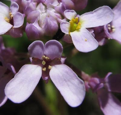 Iberis linifolia subsp. violletii (Ibéris de Viollet)