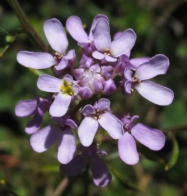 Iberis linifolia subsp. violletii (Ibéris de Viollet)