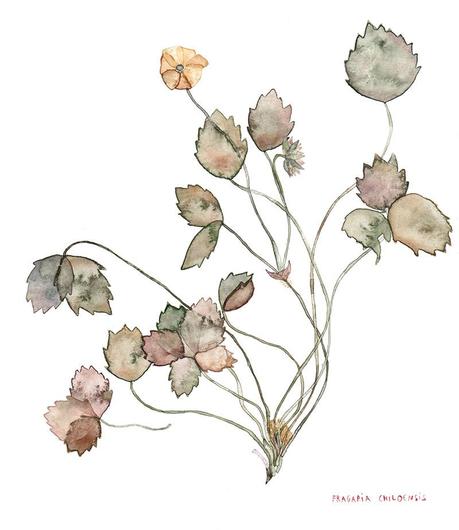 fraisier et feuilles séchées