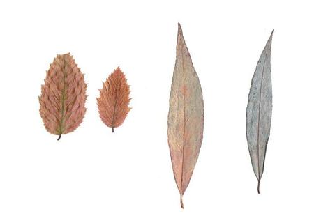 fraisier et feuilles séchées