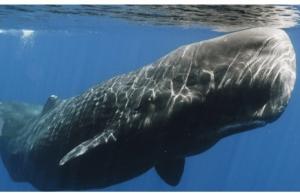 CLIMAT, OZONE, les baleines aussi prennent des coups de soleil – Nature Scientific Reports