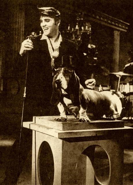 Elvis Presley et les chiens