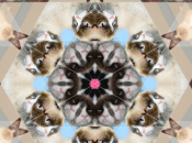 Sites inutiles chats, chats catleidoscope