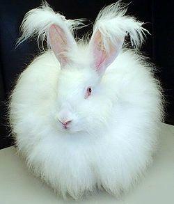 250px-Fluffy_white_bunny_rabbit