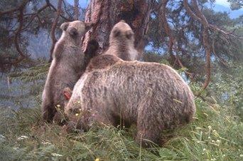 L 'ourse Hvala donné naissance a deux oursons en 2013 