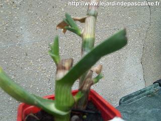 Boutures d'Aloe Striatula réussies !