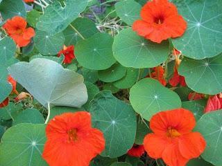 Versatile blogger award