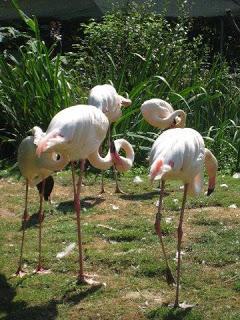 Versatile blogger award