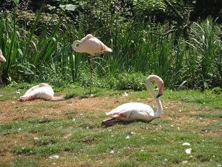 Versatile blogger award