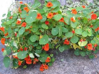 Versatile blogger award