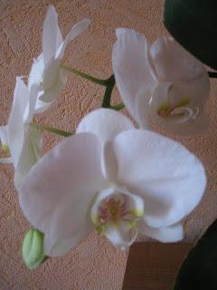 Versatile blogger award