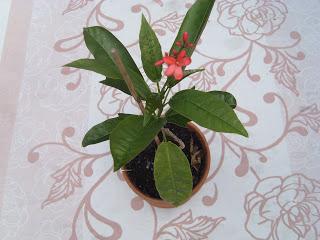 Jatropha Integerrima