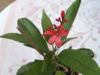Jatropha Integerrima