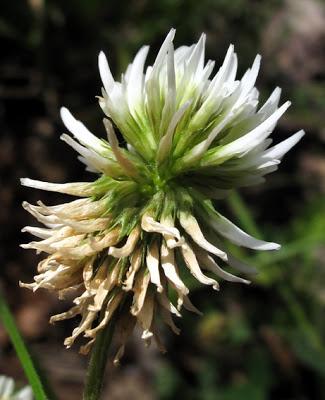 Trifolium montanum (Trèfle des montagnes)
