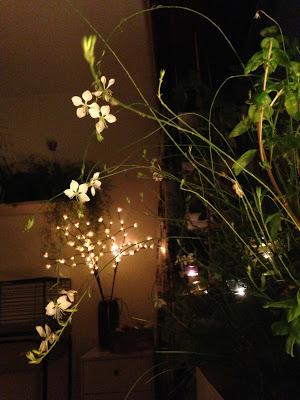 La vie continue au potager intérieur.. Pour le plaisir des yeux et des papilles !