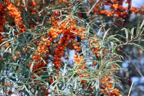 6 hippophae romi 7 sept 2013 022 (5).jpg