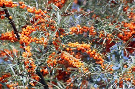 5 hippophae romi 7 sept 2013 022 (7).jpg