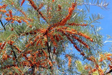 4 hippophae romi 7 sept 2013 022 (16).jpg