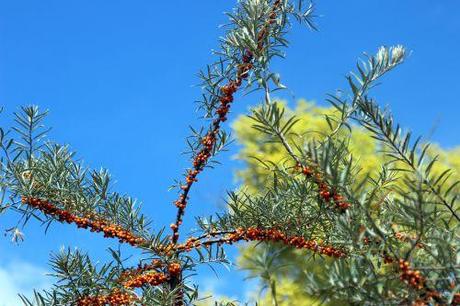 8 hippophae romi 7 sept 2013 022 (8).jpg
