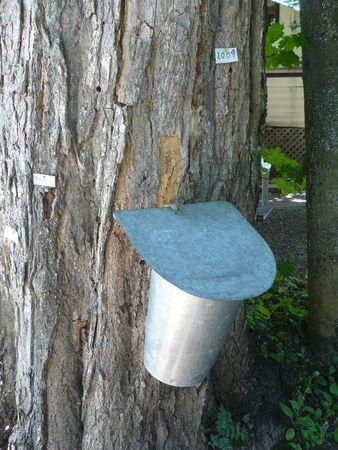 cabane a sucre camping juneau québec sirop d'érable (11)