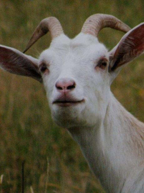 Ah, tu sortiras, biquette, biqueeeeeeeeetteuuuuuh !