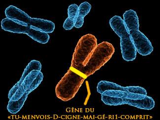 Le chromosome Y a une forme étrange, n'empêche.