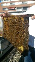 Rivetoile accueille 3 colonies d’abeilles sur l’une de ses toitures terrasses
