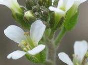 plantes savent compter