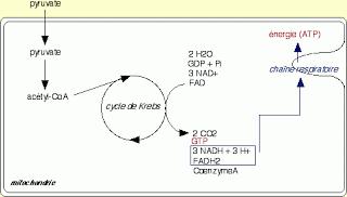 Appétits changeants: avantages adaptatifs du choix en carburants cellulaires Appétits changeants: avantages adaptatifs du choix en carburants cellulaires