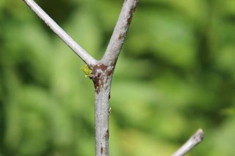 4 ziziphus li romi 5 juin 2013 043.jpg