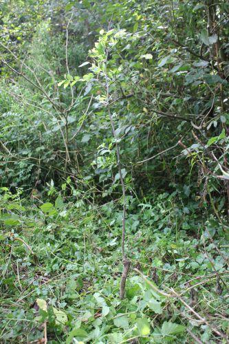 5 ziziphus lang romi 7 sept 2013 011.jpg