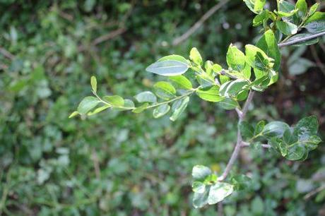 6 ziziphus lang romi 7 sept 2013 013.jpg