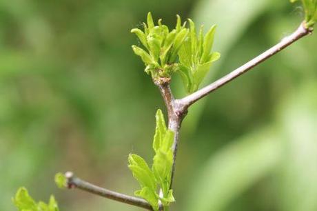 3 ziziphus lang romi 12 juin 2013 029.jpg