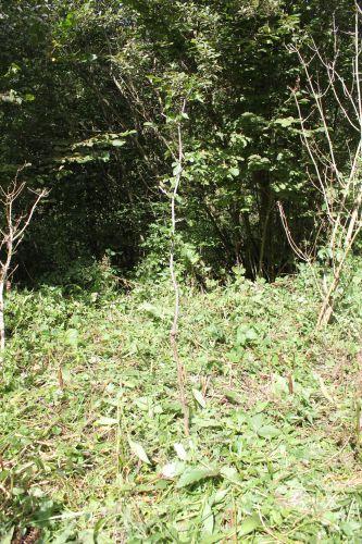 7 ziziphus li romi 7 sept 2013 014.jpg