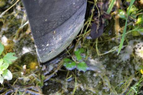 1 ziziphus lang romi 5 juin 2013 042.jpg