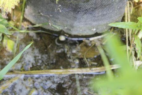 2 ziziphus li romi 5 juin 2013 044.jpg