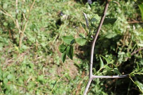 8 ziziphus li romi 7 sept 2013 016.jpg