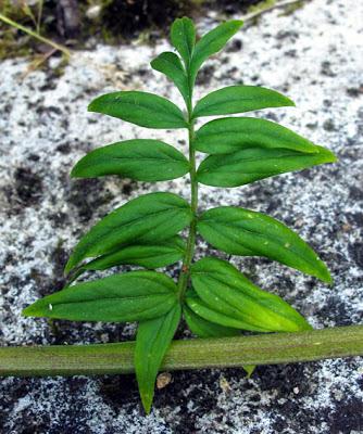 Polemonium reptans (Polémoine rampante)