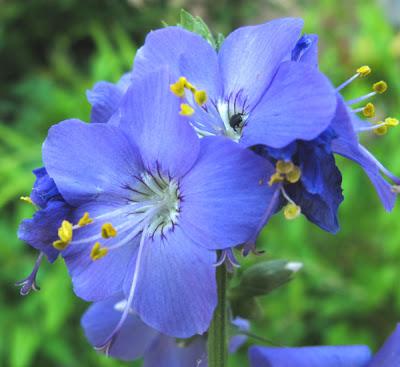 Polemonium reptans (Polémoine rampante)