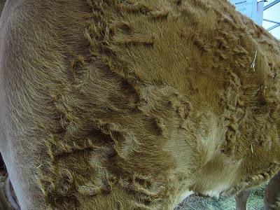 Salon de la Limousine