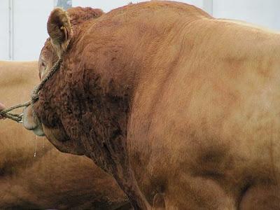 Salon de la Limousine