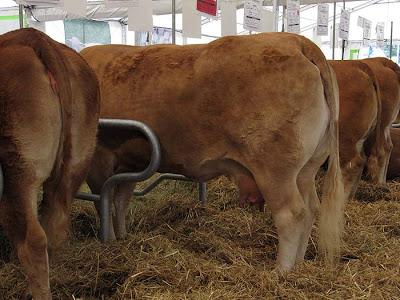 Salon de la Limousine