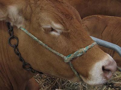 Salon de la Limousine